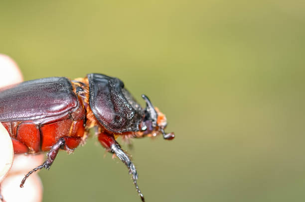 istock Macro photo of a black beetle called Oryctes rhinoceros 2155485655