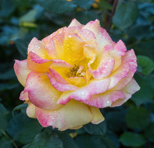 istock 'Peace' Yellow blend Hybrid Tea Rose in bloom. 2155485939