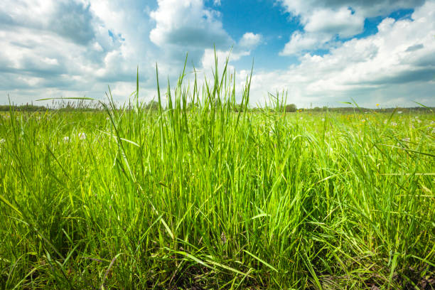 Green thick tall grass in the meadow and clouds on the blue sky