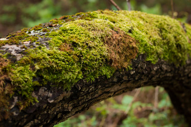 istock Close-up photo of a mossy tree branch in a forest 2155487828