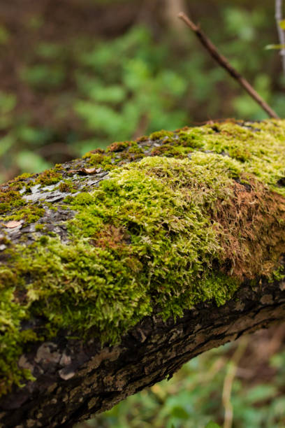 istock Close-up photo of a mossy tree branch in a forest 2155487872