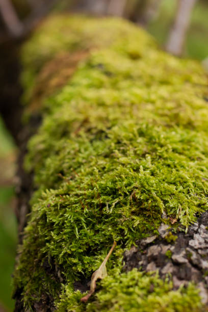 istock Close-up photo of a mossy tree branch in a forest 2155487899