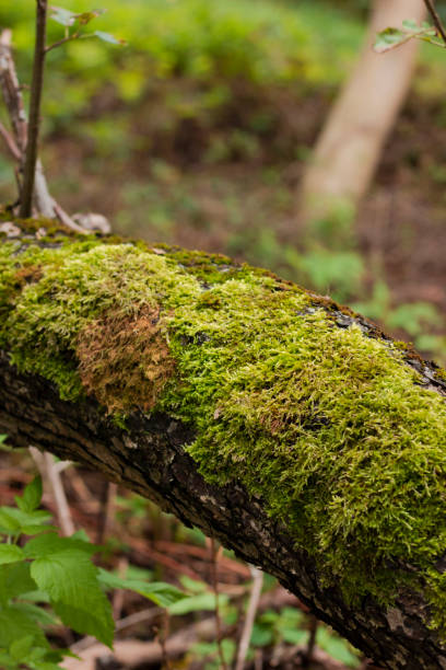 istock Close-up photo of a mossy tree branch in a forest 2155487917