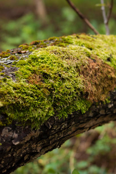 istock Close-up photo of a mossy tree branch in a forest 2155487981