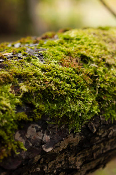 istock Close-up photo of a mossy tree branch in a forest 2155488085