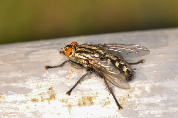 istock Macro photo of a large black fly with red eyes 2155488756