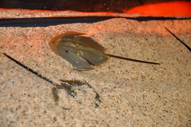 istock Horseshoe crabs at the zoo 2155488874
