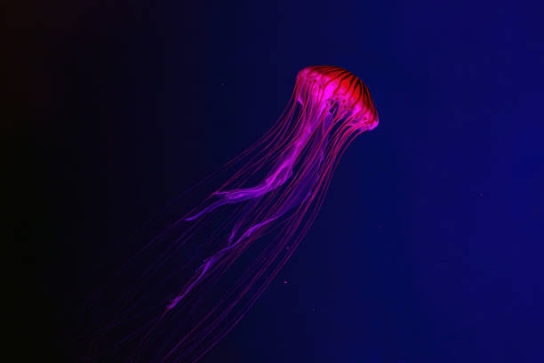 istock Fluorescent jellyfish swimming underwater aquarium pool with red neon light. 2155489533