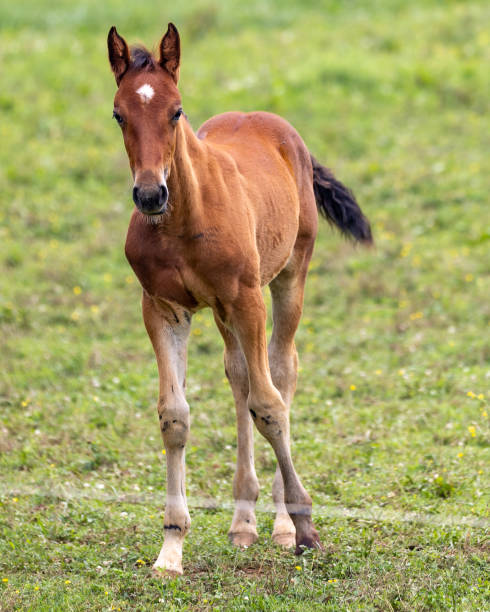 istock Small Foal on Farm in Lancaster Pennsylvania 2155489809