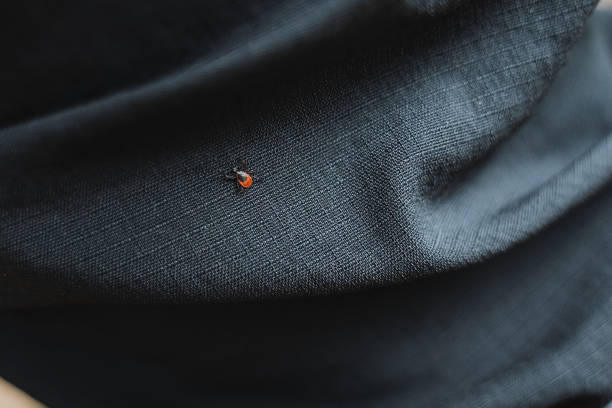 istock Red tick crawling on clothing, encephalitic insect, protective fabric against insects. 2155492934