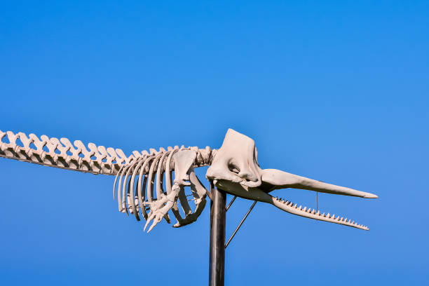 istock A skeleton is on a pole with a blue sky in the background 2155494812