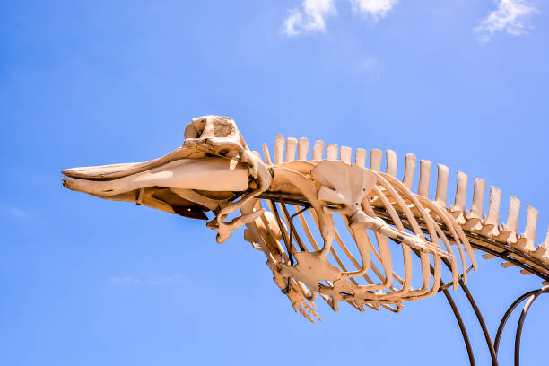 A skeleton is displayed in the air with a blue sky in the background. The skeleton is white and has a long neck, image
