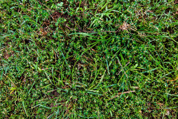 istock A close up of a grassy area with a few weeds 2155494948