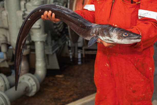 istock A caught conger eel in the hands of a man. 2155497213