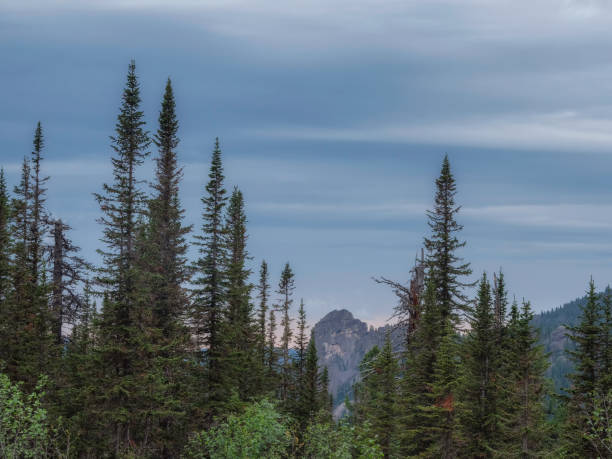 istock Firs tree in the mountaine, evening mountaine landscape. 2155497510