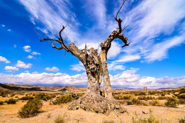 istock A large tree stands in a desert landscape with a clear blue sky above 2155497619