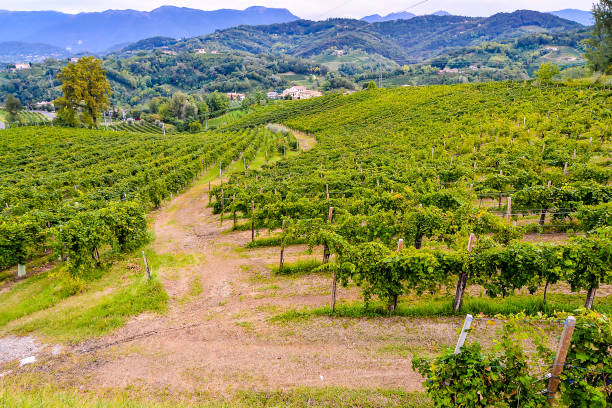 istock A vineyard with a dirt road leading through it 2155497711