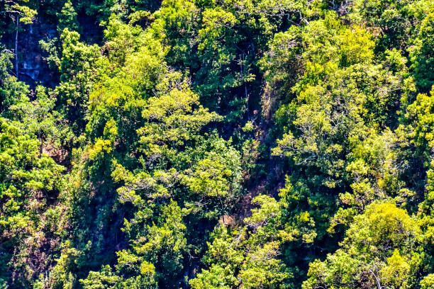 istock A lush green forest with trees of various sizes 2155497721