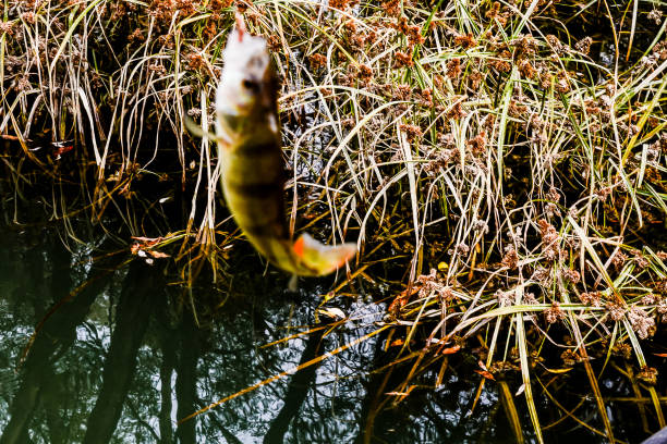 A fish is jumping out of the water, image