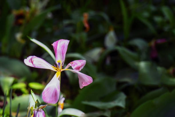 A pink tulip bud with petals gently falling apart