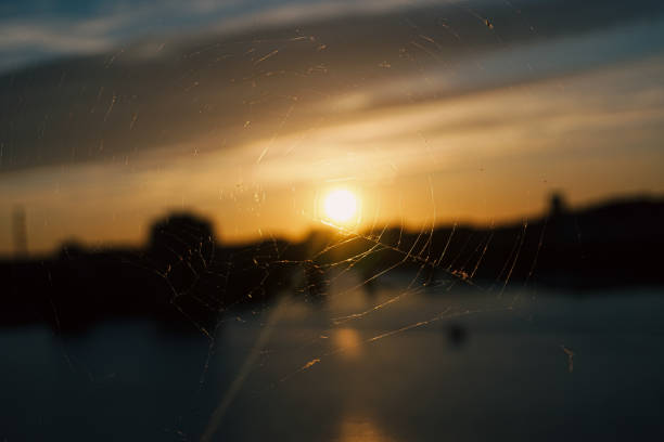 Close up of a spider web with a cityscape in the background