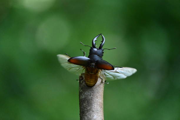The moment when a sawtooth stag beetle flies