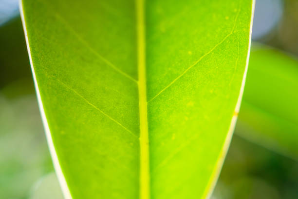 Natural plant green leaf in garden with bokeh background