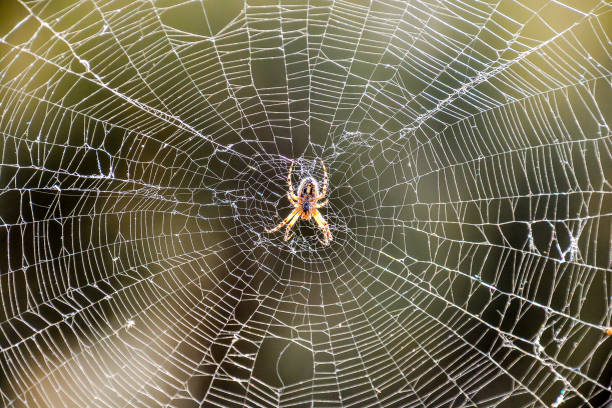 istock A spider is sitting in the center of a spider web 2155503233