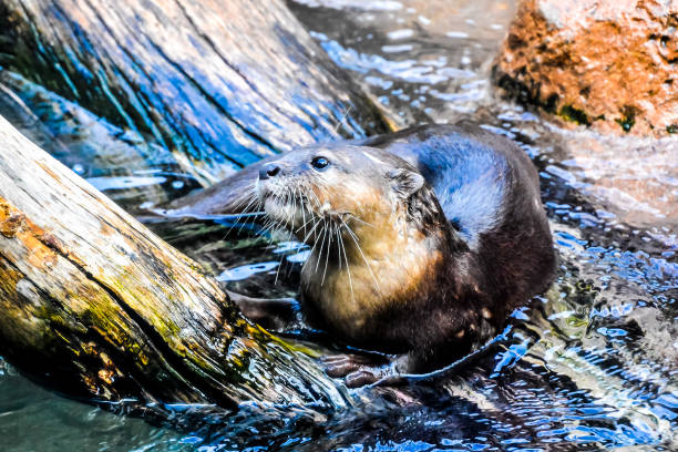istock A small otter is sitting on a log in the water 2155503317
