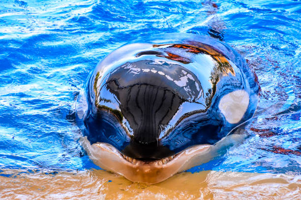 A female Orca (Orcinus orca), surfaces close to whale-watching boats among the San Juan Islands, Washington State.
