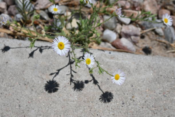 Daisy Shadows on Concrete