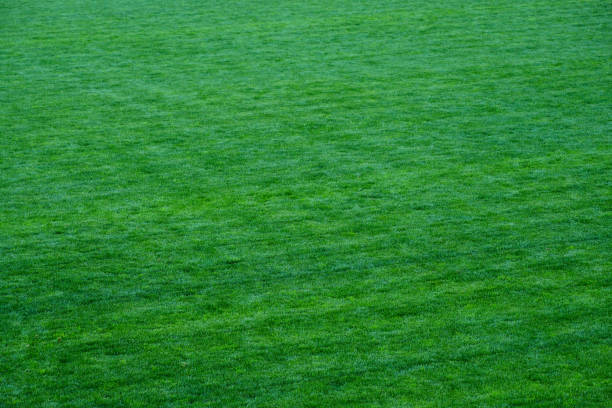Sports field covered with fresh green grass.