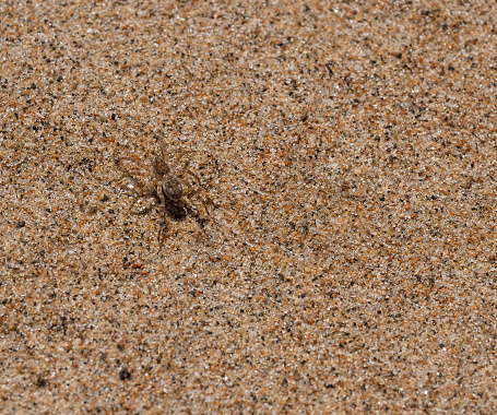 Chasing Spider Close Up On A Spider In The Sand Stock Photo - Download Image Now ...