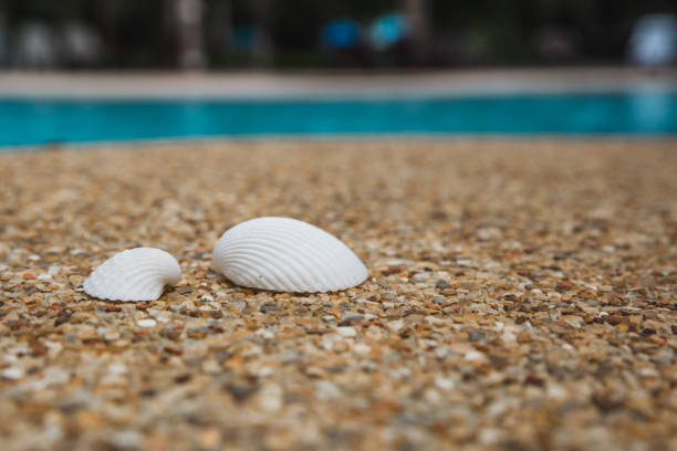 Sea shells on background of small pebbles. Summer concept