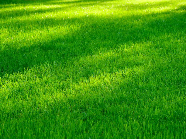 istock Sunlit green grass lawn in a park during daytime 2155511380