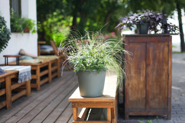 istock Natural floral pot composition on street cafe terrace. 2155511549