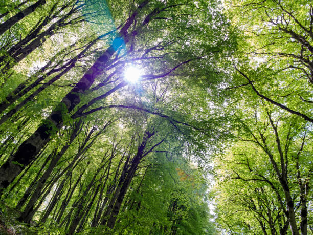 istock Sunlight filtering through trees in a lush green forest in summer 2155512114