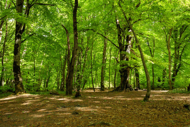 A serene forest during spring afternoon with sunlight filtering through lush, green leaves, casting dappled shadows on the ground.