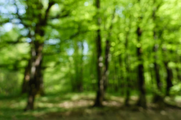 istock A blurred view of a dense forest with fresh green foliage. 2155512151