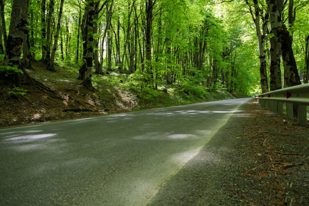 A tranquil, empty road runs through a lush green forest under the dappled light of a summer morning, offering a peaceful and scenic view.