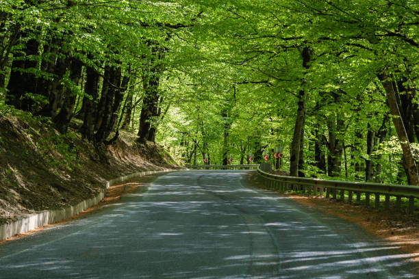 A serene road winds through a dense forest with vibrant green foliage, illuminated by sunlight filtering through the canopy.
