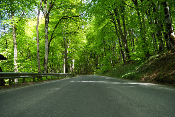 A tranquil Danish forest scene featuring a winding gravel path surrounded by lush greenery, including vibrant foliage and abundant undergrowth. Gentle sunlight filters through the canopy of Acer trees, completing a serene and enchanting environment.