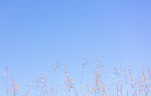 Tranquil background of grass seeds against clear sky