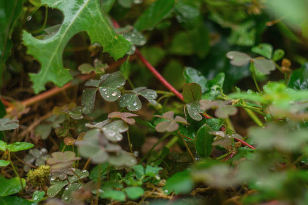 Herbs with wet leaves, on which raindrops remained. Different types of plants, varieties found in nature