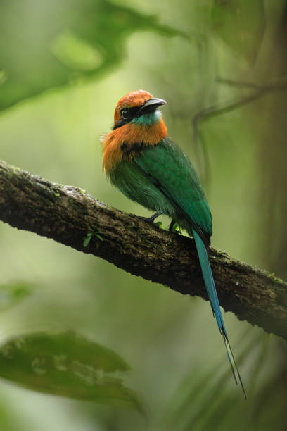 istock Broad-billed Motmot, Electron platyrhynchum 2155514472