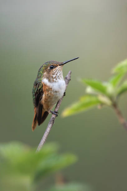 istock Scintillant Hummingbird, Selasphorus scintilla. 2155514473