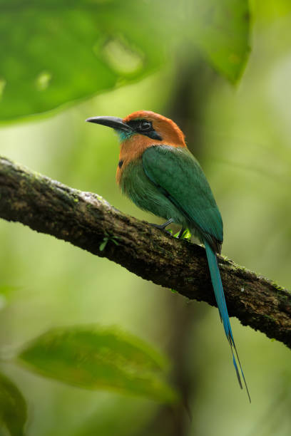 istock Broad-billed Motmot, Electron platyrhynchum 2155514481