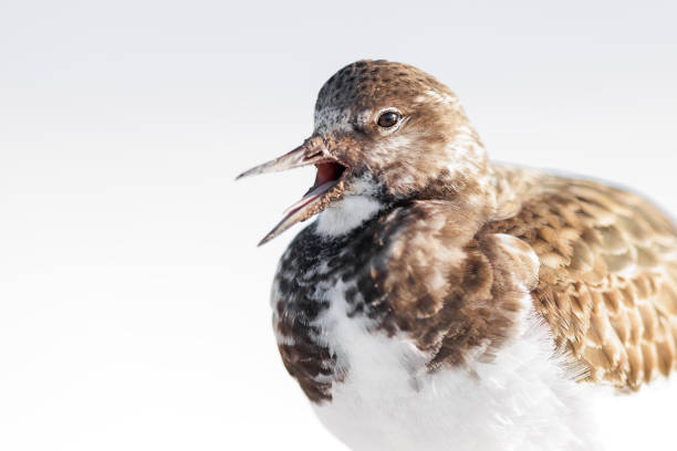 Ruddy turnstone - Wading bird - Arenaria interpres