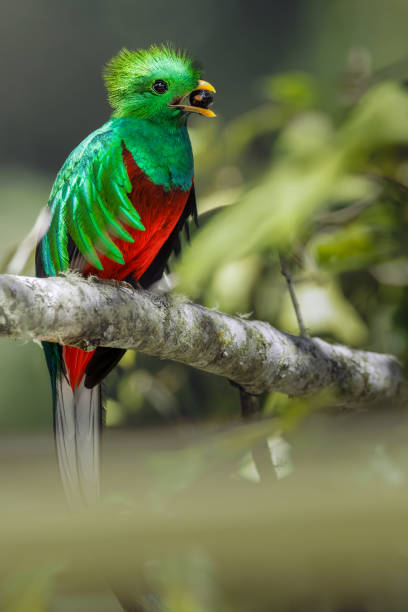 istock Male Resplendent Quetzal, Pharomachrus mocinno. 2155514492