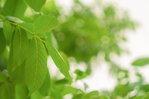 A walnut branch against a bright sky with blurred tree crowns in close-up and with copy space. Blank for artworks